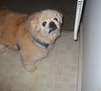 Dylan