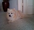 Georgie 1992-2009