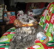Gracie and her Christmas present!