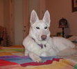 Hera on her blanket on my bed - her favorite place to rest