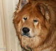 Samson