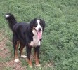 Maxwell running in the field