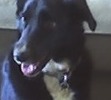 Sweet Bear