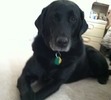 Loved crossing her paws