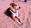 Dog beach