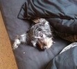 He was always such a bed hog....