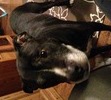 Our Sweet Buddy Boy!