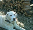 Toby camping at Uncle Buds