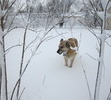 Helping Dad shovel snow.