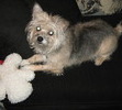 Phoebe with Mr. Squeeky(Her #1 Favorite Toy).