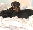 puppy with Baby 