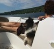 Jazz enjoying the Lake