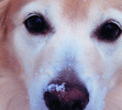 My best girl.  My puppy.