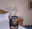 Jazz on vacation.. Payson, AZ