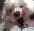 Lucky yawning