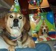 MICKEYS 13TH BIRTHDAY-