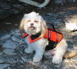 Patiently awaiting a canoe ride at the cottage.