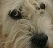 Our beloved Lucy