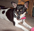 Our beloved Molly (2002-2011)