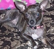 Chloe, My baby girl