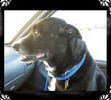Oreo loved going in the car