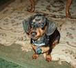 My little Oscar