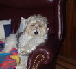 My Dylan Thomas