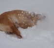She LOVED to make snow angels