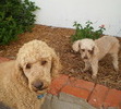 Chloe with cousin Higgley the Labradoodle
