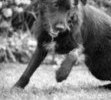 Playing football with Nanuk