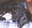 RIP Pepper 1998-June 11, 2012