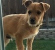 Silly Juju jumped on a chair to peek through the window