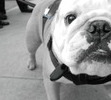 Bulldog Beauty Contest, 