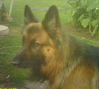 Max in the garden