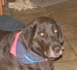 Buddy