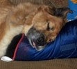 Asleep on the couch .... dreaming about chasing bunnies.