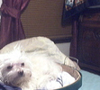 casper resting in my laundry basket