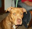 Rocko