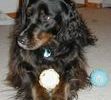 This is our Handsome Rocky at 3 years