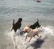 Rocky and Buster at fisherman's cove, N. Jersey