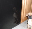 his reflection (he would lick it) he was sick here