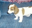 When I was just 8 weeks old