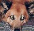 My Guardian Angel...Protector.......Smokey Bear