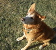 One Ear Up. One Ear Down. Our dear Molson is now able to run pain free