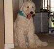 RIP Shaggy Love You and Miss You So Much!!