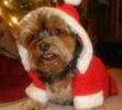 SImon at Christmas