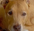 Skipper