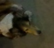 Taken about one month ago (sorry it's a little fuzzy) but you can see how beautiful she was!