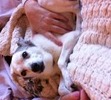 Spotty (The Princess and love of our lives)