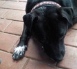 My beautiful stella. So gentle